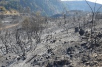 CEVDET CAN - Tokat'ta 90 Hektar Ormanlık Alan Kül Oldu