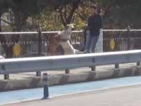 PİTBULL - Başıboş Pitbull Dehşeti