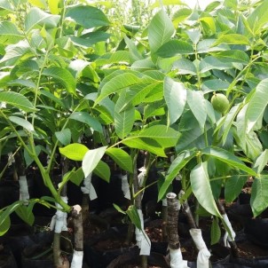 Ceviz Desteğinde Çarşamba Son Gün