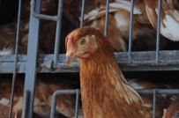 TARIM BAKANLIĞI - İsviçre Tavuklara 'Kümes' Hapsi