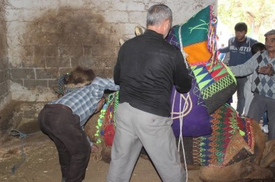 Aydın'da Develere Törenle Havutları Giydirildi