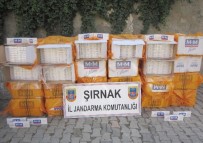 Şırnak'ta 206 Bin 685 Paket Kaçak Sigara Ele Geçirildi