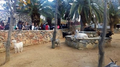 Beyoğlulu Öğrenciler Darıca Hayvanat Bahçesi'ni Gezdi