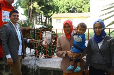 Dörtyol'da Genç Çiftçilere Damızlık Düve Desteği