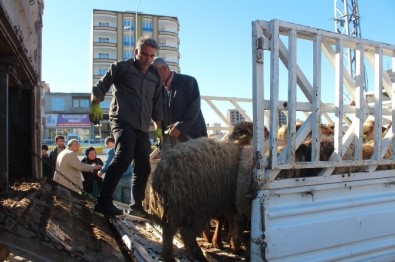 Kahta'da Genç Çiftçilere 120 Adet Koyun Dağıtıldı