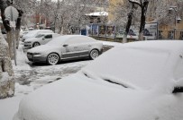 SOKAK KÖPEKLERİ - Kars'ta Kar Yağışı