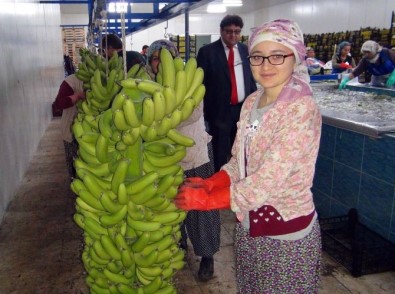 Silifke'de Domatesin Ve Çileğin Yerinde Muz Seraları Yükseliyor