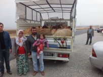 İBRAHIM DEMIR - Samsatlı Genç Çiftçilere Hayvan Dağıtımı Yapıldı