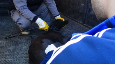 Yaralı Köpek İçin  Ambulans Çağrıldılar