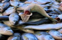 BALIK TEZGAHLARI - Balık Tezgahlarında Çinekop Bereketi