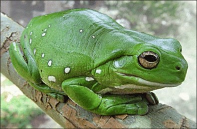 Adrenalin Dünyası'nda 'Dev Ağaç Kurbağası' Ziyaretçilerini Bekliyor
