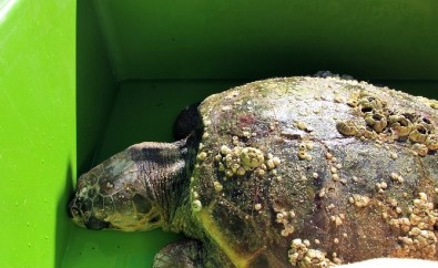 Caretta Caretta İçin AKUT Ekipleri Seferber Oldu