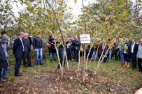AHMET DURSUN - Fındıkta Budama Tarla Günü