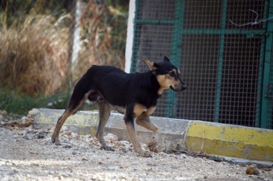 Ölmek Üzere Olan Sokak Köpeği Hayata Döndürüldü