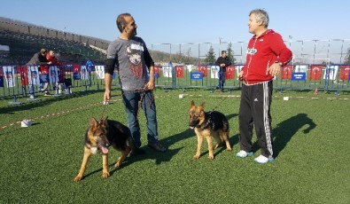 Alman Çoban Köpekleri Türkiye Şampiyonası İçin Yarıştı