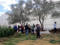 BAŞKENT ÜNIVERSITESI - Zeytin Toplarken Canından Oluyordu