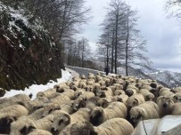 Çobanların Yayladan Dönüşü Sürüyor Haberi