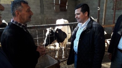 Erzin'de 8 Aileye Süt Sığırı Dağıtıldı