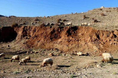 Kaybolan Sürüye Kurt Saldırdı Açıklaması 51 Koyun Telef Oldu