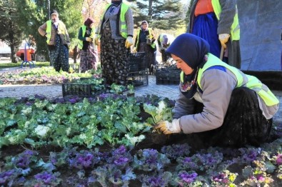 Akşehir Belediyesi Çiçeklendirme Çalışmalarına Başladı
