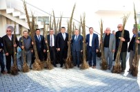 MUSTAFA TEMIZ - Büyükşehir Belediyesi'nden Çiftçilere 12 Bin Ceviz Fidanı