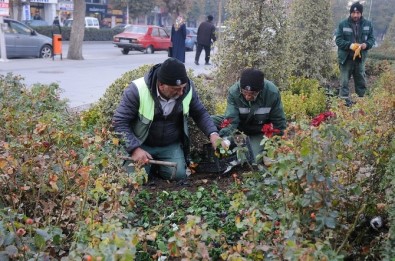 Çorum Belediyesi Kenti Mevsimlik Çiçeklerle Süslüyor