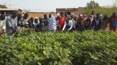 TİKA'dan Maş Fasulyesi Yetiştiricilerine Tohum Desteği