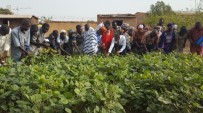 BURKINA FASO - TİKA'dan Maş Fasulyesi Yetiştiricilerine Tohum Desteği