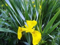 Türkiye'nin Sucul Ve Karasal Bitki Haritası Belirlenecek