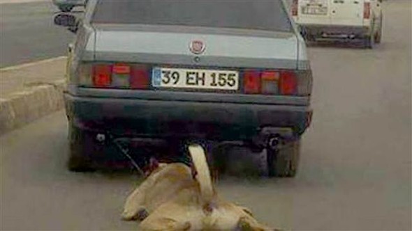 Köpeğe kan donduran işkence