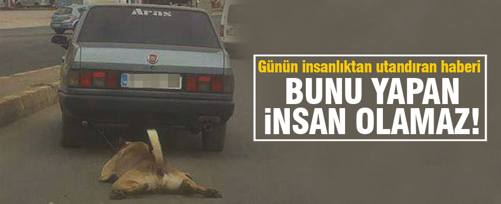 Köpeğe kan donduran işkence