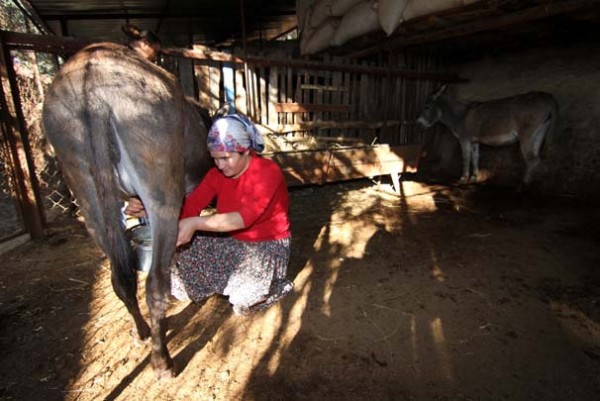 Eşek sütüne yoğun ilgi