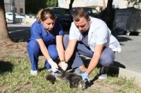 HAYVAN SEVERLER - Bayraklı'da Kuduz Aşısı Seferberliği