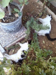 Manavgat'ta 2 Kedi Daha Ölü Bulundu