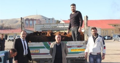 Muş'ta Genç Çiftçilere 240 Koyun Dağıtıldı