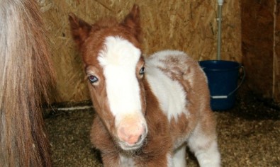 Pony Park'ta Bebek Pony Sevinci