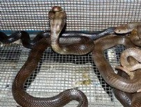 120 canlı kobra yılanı ele geçirildi