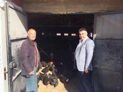 Belediye Başkanı Fatih Çalışkan, Organik Tavuk Çiftliğini İnceledi