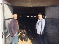 TAVUK ÇİFTLİĞİ - Belediye Başkanı Fatih Çalışkan, Organik Tavuk Çiftliğini İnceledi