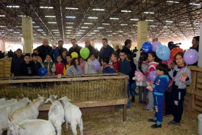 Mehterli, Kılıç Kalkanlı Mezatlı Koyun Keçi Festivali