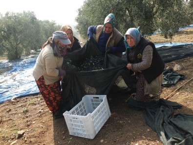 Zeytinin Dalından Sofralara Yolculuğu Başladı