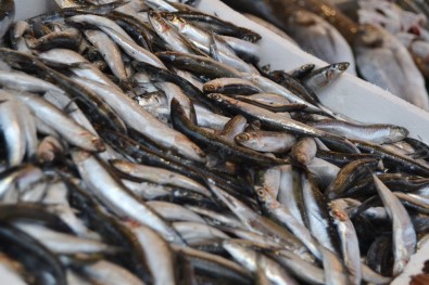 Türkiye'de Avlanan Her 3 Balıktan Biri 'Hamsi' Oldu