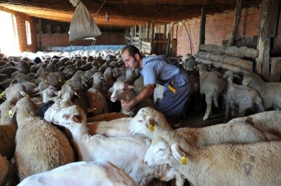 5 Bin Adet Damızlık Koyun-Keçi Dağıtılacak