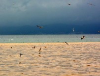 EDREMİT KÖRFEZİ - Edremit Körfezi'nde denizin rengi değişti