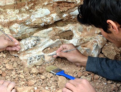 Milyon yıllık fosiller Kapadokya'da sergilenecek