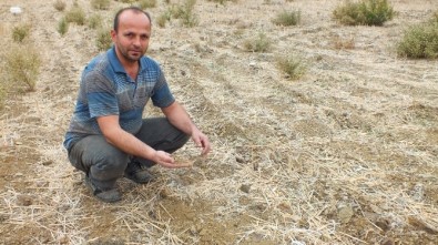 Anamurlu Üretici Kuraklıktan Buğday Ekemedi