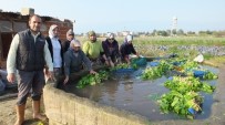 KARNABAHAR - Burhaniye' De Kışlık Sebzeler Kadınlara İş Oldu