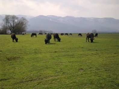 Manda Yetiştiricilerine Destek