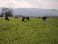 Manda Yetiştiricilerine Destek