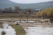 Sel Hayvanları Da Vurdu Açıklaması Yüzlerce Hayvan Telef Oldu